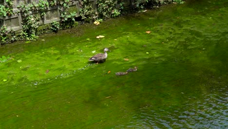 In-the-summer-of-Tokyo,-Japan,-many-duck-families-can-be-seen-strolling-along-the-river-side