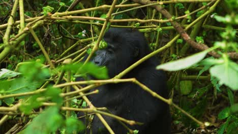 Gorila-Peludo-Mastica-Comida-Mientras-Se-Relaja-En-La-Selva-Tropical