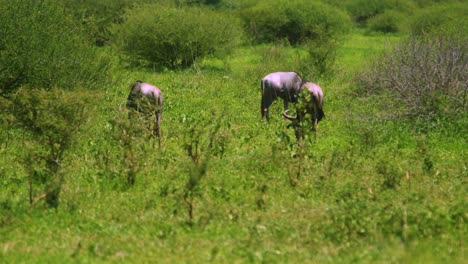Wilde-Gnus,-Die-In-Tansania-Afrika-Grasen,-Wie-Auf-Einer-Safari-In-Zeitlupe-Zu-Sehen