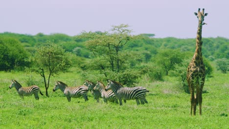Giraffe-Und-Zebra-Auf-Safari-In-Afrika-In-Zeitlupe