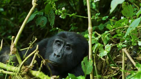 Gorilla-grabs-plant-to-eat-in-the-wild,-Rwanda-Africa