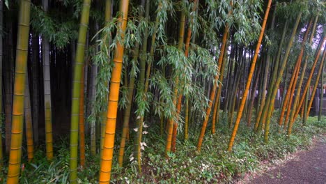Japanese-yellow-bamboo-is-characterized-by-its-hardness-and-its-intense-color-with-green-veins