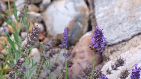 Nahaufnahme-Von-Arbeiterbienen,-Die-Zwischen-Violetten-Heidepflanzen-Fliegen-Und-Den-Pollen-Sammeln