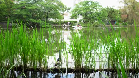 En-El-Verano,-En-El-Parque-Shakujii-En-Tokio,-Es-Muy-Común-Navegar-En-Bote,-Y-Los-Patos-Sienten-Curiosidad-Por-Observar-Estos-Paseos-Muchas-Veces