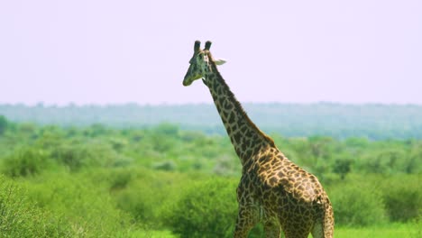 Slow-motion-giraffe-walking-in-african-green-plains-in-the-wild
