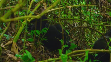 Baby-Gorillas-play-fighting-in-the-wild-of-the-Volcanoes-National-Park,-Rwanda