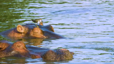 Common-sandpiper-bird-walks-across-hippos-head-as-it-sleeps-with-golden-hour-light