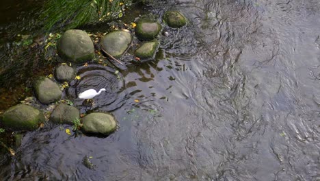 In-the-rivers-of-Tokyo-it-is-very-common-to-see-many-egrets-looking-for-food-and-walking-through-its-waters