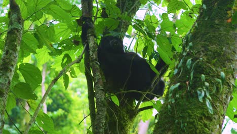 Baby-Gorilla-In-Seinem-Natürlichen-Lebensraum-Hoch-Oben-In-Den-Bäumen,-Die-Nach-Unten-Schauen