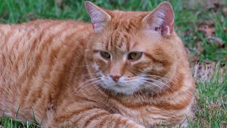 Mollige-Orange-rothaarige-Katze,-Die-An-Einem-Sommertag-Im-Gras-Liegt
