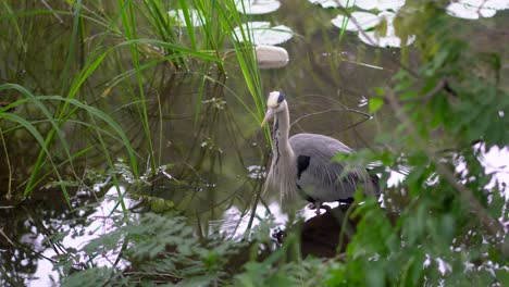 At-Shakujii-Koen-Park-in-Tokyo,-Japan,-there-are-many-gray-herons,-the-fishing-technique-they-use-can-include-several-hours-of-immobility-while-waiting-for-the-right-moment-to-catch-the-fish