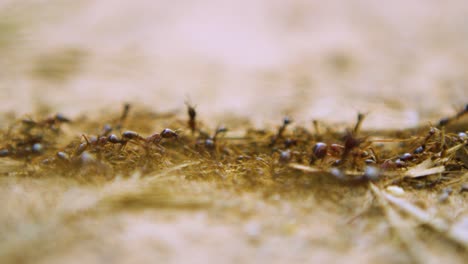 Red-ants-crawling-over-eachother-on-dirt-path-with-large-and-small-colony-members