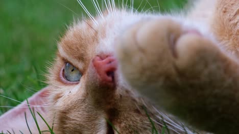 Close-up-of-head-of-orange---red-haired-cat-lying-in-the-grass-on-its-back-with-visible-paw