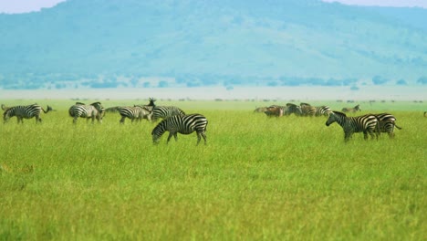 Wild-zebra-in-their-natural-habitat-eating-and-care-free-in-bountiful-African-landscape