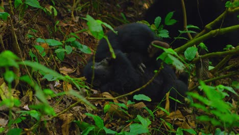 Baby-Gorillas-Kämpfen-Im-Regenwald-In-Ruanda