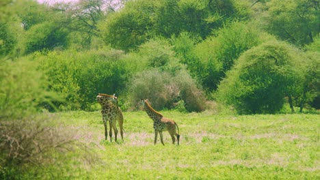 Junge-Giraffe-In-Freier-Wildbahn-Mit-Elternteil-In-Grünen-Afrikanischen-Ebenen
