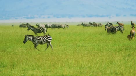 Zebra-with-stunning-patterns-walks-across-green-open-African-Plains-in-the-great-migration