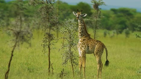 Young-Giraffe-in-the-wild-looking-across-green-African-plains