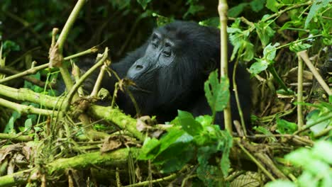 Hermoso-Gorila-Raro-Comiendo-En-La-Selva-Tropical-Salvaje-De-Ruanda-áfrica