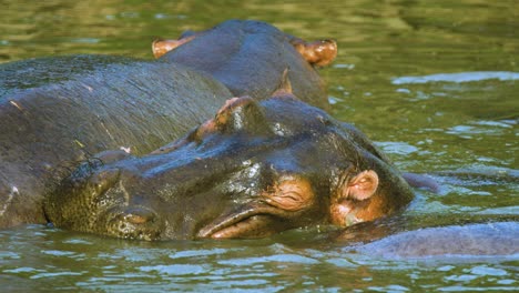 Hippos-cuddling-up-together-ready-for-sleep-in-shallow-waterhole-in-Africa