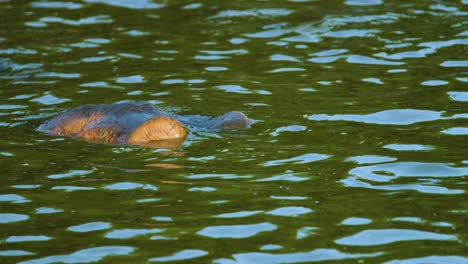 Slow-motion-of-hippo-floating-just-above-the-waters-surface-with-eyes-and-head-poking-up