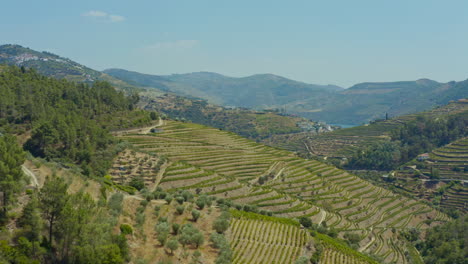 Eine-Wunderschöne-Landschaft-Mit-Weinplantagen