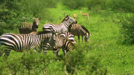 Zebra-looks-at-camera-and-shakes-head-in-wild-with-herd-grazing-in-african-plains