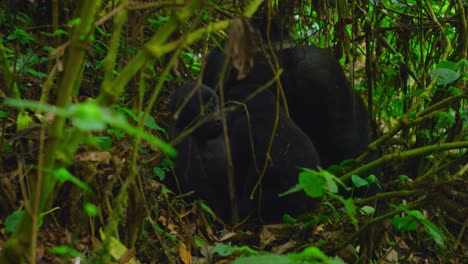 Family-of-Gorillas-in-the-wild,-a-rare-species-in-their-natural-habitat-of-Rwanda,-Africa