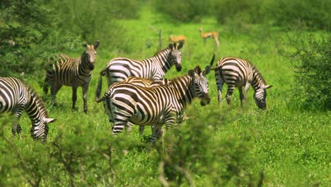 Wildes-Zebra-Dreht-Sich-Um,-Um-In-Superzeitlupe-In-Afrika-Direkt-In-Die-Kamera-Zu-Schauen