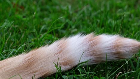 Close-up-of-tail-of-orange---red-haired-cat-nervously-moving-in-green-grass-on-sunny-summer-day