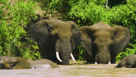 Elefantes-Que-Soplan-Burbujas-Bajo-El-Agua-En-Un-Abrevadero-Turbio-En-La-Naturaleza-Africana