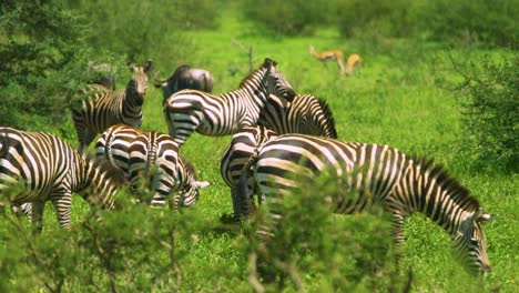 Herd-of-wild-zebra-grazing-on-green-grass-in-african-wilderness-in-super-slow-motion