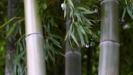 En-Japón,-El-Bambú-Es-Una-Planta-Muy-Importante-Ya-Que-Se-Utiliza-Para-Diferentes-Propósitos,-Desde-La-Arquitectura-Hasta-Los-Utensilios-De-Cocina-Cotidianos
