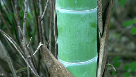 In-Japan-Ist-Bambus-Eine-Sehr-Wichtige-Pflanze,-Da-Sie-Für-Verschiedene-Zwecke-Verwendet-Wird