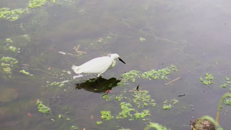 Sorprende-Ver-La-Cantidad-De-Pájaros-En-El-Parque-Kichijoji-En-Tokio,-Japón,-En-Este-Caso-Una-Hermosa-Garceta-Blanca-Que-Camina-Lentamente-Por-El-Agua