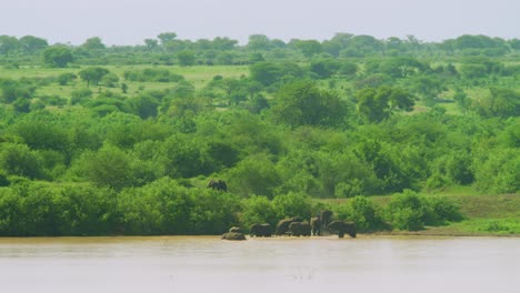 Elefantes-Salvajes-Caminando-Hacia-El-Pozo-De-Agua-Con-Vastas-Llanuras-Africanas-Verdes-De-Fondo-Tanzania