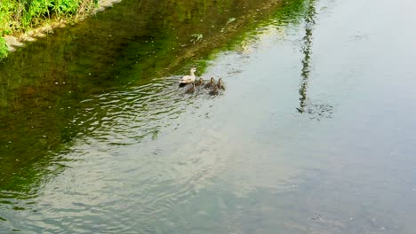 In-the-summer-in-the-rivers-of-Tokyo,-Japan,-it-is-very-common-to-see-families-of-ducks-strolling