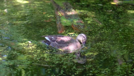 In-Einem-Der-Kleinen-Seen-Des-Shakujii-Koen-Parks-In-Tokio,-Japan,-Suchen-Enten-Zwischen-Wasser-Und-Algen-Nach-Nahrung