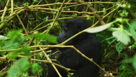 Gorilla-in-its-natural-habitat,-lush-rainforest-in-Rwanda-Africa