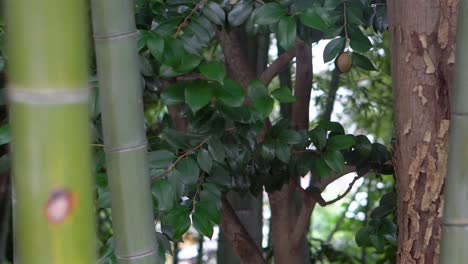 Cada-Planta-De-Bambú-Tiene-Sus-Marcas-Y-Su-Historia-única