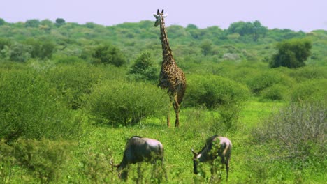 Giraffe-walks-among-wildebeest-in-vast-green-african-wilderness-on-the-move