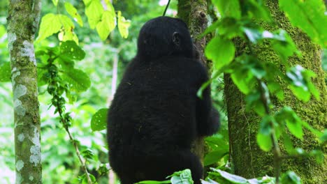 Baby-Gorilla-climbs-tree-with-ease,-amongst-trees-in-dense-rainforest