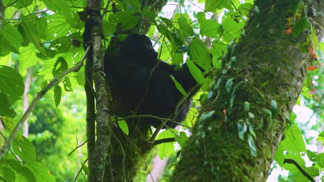 Baby-Gorilla-Allein-Und-Isoliert-In-Freier-Wildbahn-Im-Dichten-Wald,-Der-Mit-Blättern-Spielt,-Die-Hoch-In-Einem-Baum-Hängen