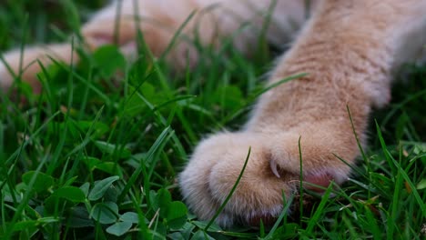 Close-up-paw-and-claws-of-orange---red-haired-cat-lying-the-grass-performing-on-a-summer-day