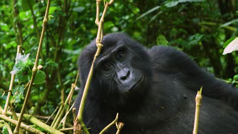 Gorila-Hembra-Comiendo-Y-Relajándose-En-La-Selva-Tropical-Salvaje-En-Ruanda