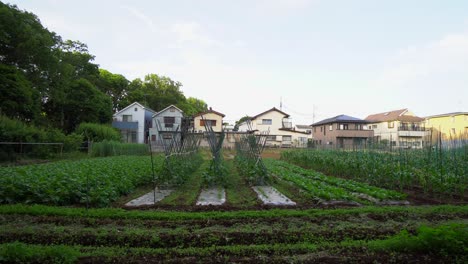 Im-Stadtteil-Narimasu-In-Tokio,-Japan,-Gibt-Es-Viele-Obstgärten,-Manche-Klein,-Andere-Groß