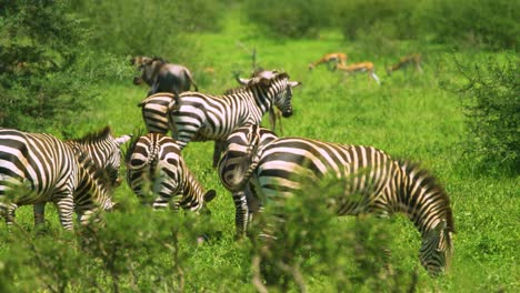 Herd-of-wild-zebra-wagging-tales-in-african-plains-in-sunshine,-Tanzania-Manyara-Ranch