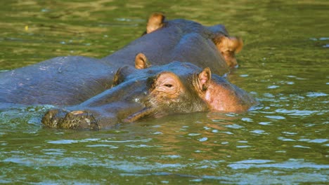 Afrikanische-Flusspferde-Schließen-Langsam-Die-Augen,-Während-Sie-In-Einem-Flachen-Wasserloch-In-Der-Wildnis-Untergetaucht-Sind