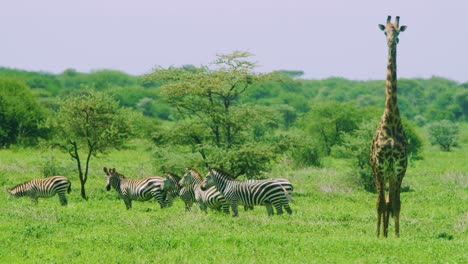 Wild-giraffe-standing-tall-above-zebra-in-african-wilderness-in-super-slo-mo