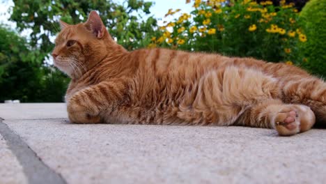 Tired-chubby-orange---red-haired-cat-lying-on-stone-ground-terrace-on-a-summer-day